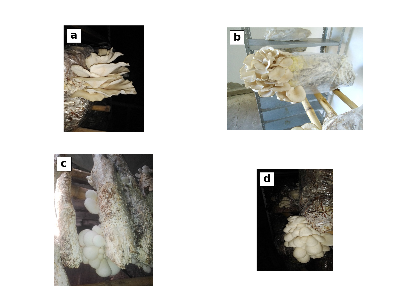 Carpóforos de hongo seta en paja de avena (a), madera de ramas de cazahuate (b, c) y hojas de mazorca de maíz (d)